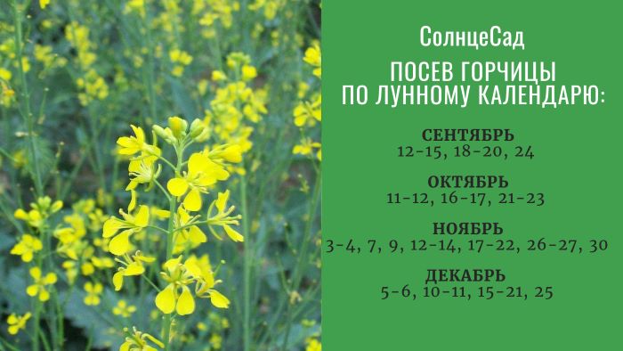 Посів гірчиці восени 2022 року за Місячним календарем